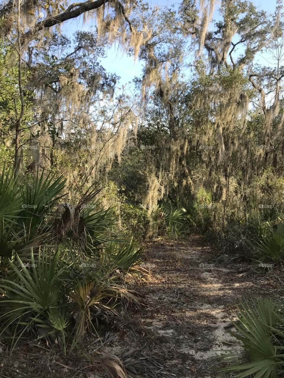 Ocala National Forest in Florida. 