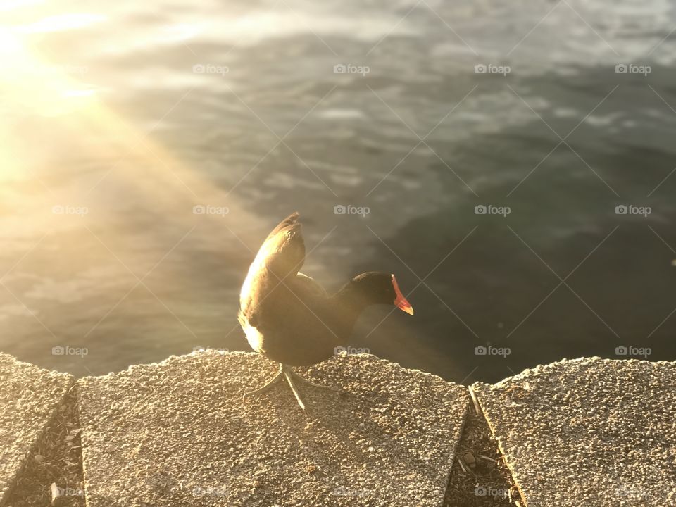 Click by Selsa.  A University of Central Florida student located in Orlando. Follow me @Selsa.clicks 