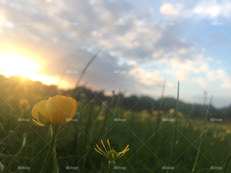 Beautiful buttercups standing in a green field with strands of high grass, a blue sky and a small sunset 