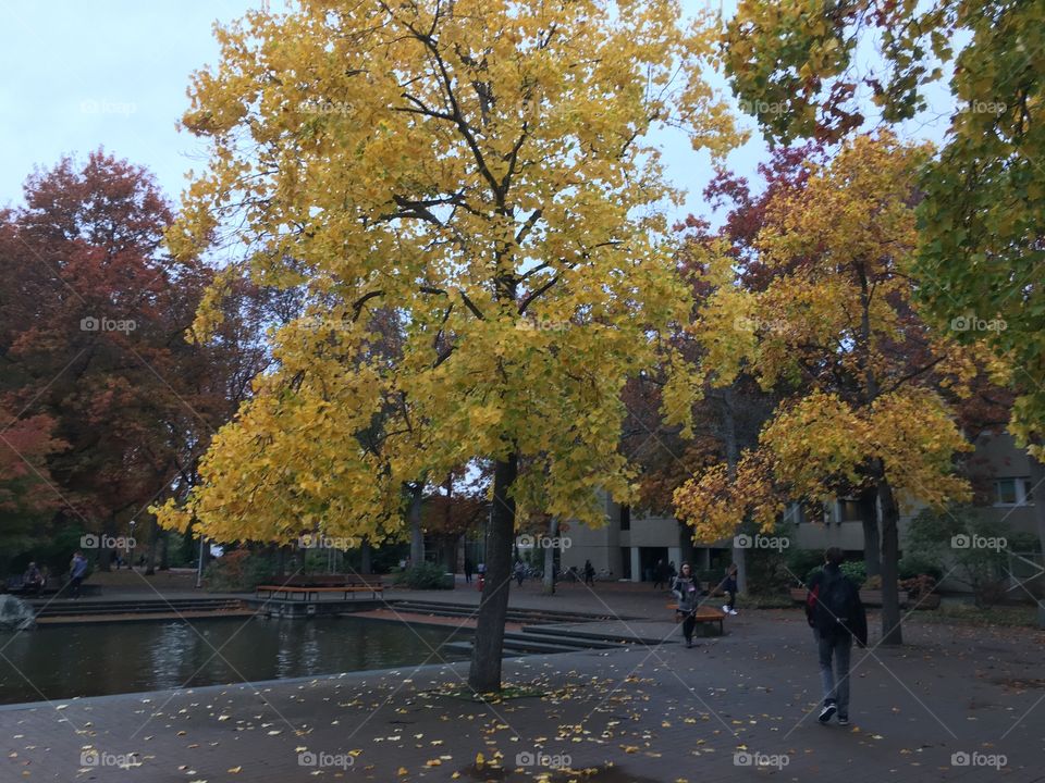 Yellow leaves 