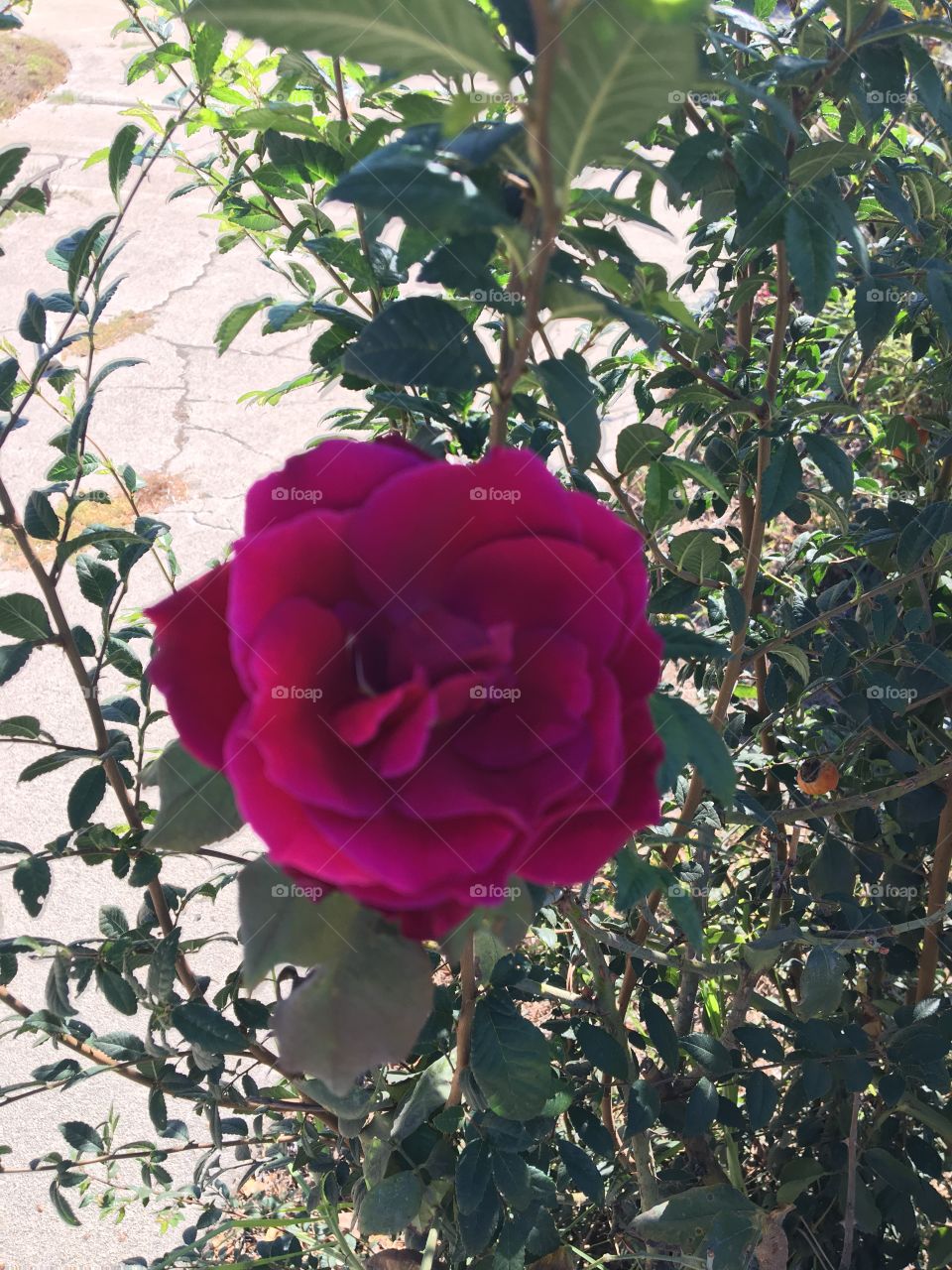 Garden roses Burgundy