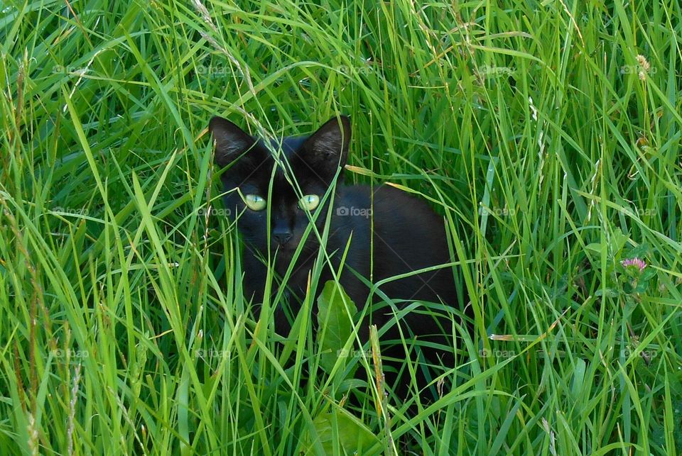 Grass, Hayfield, Nature, No Person, Outdoors