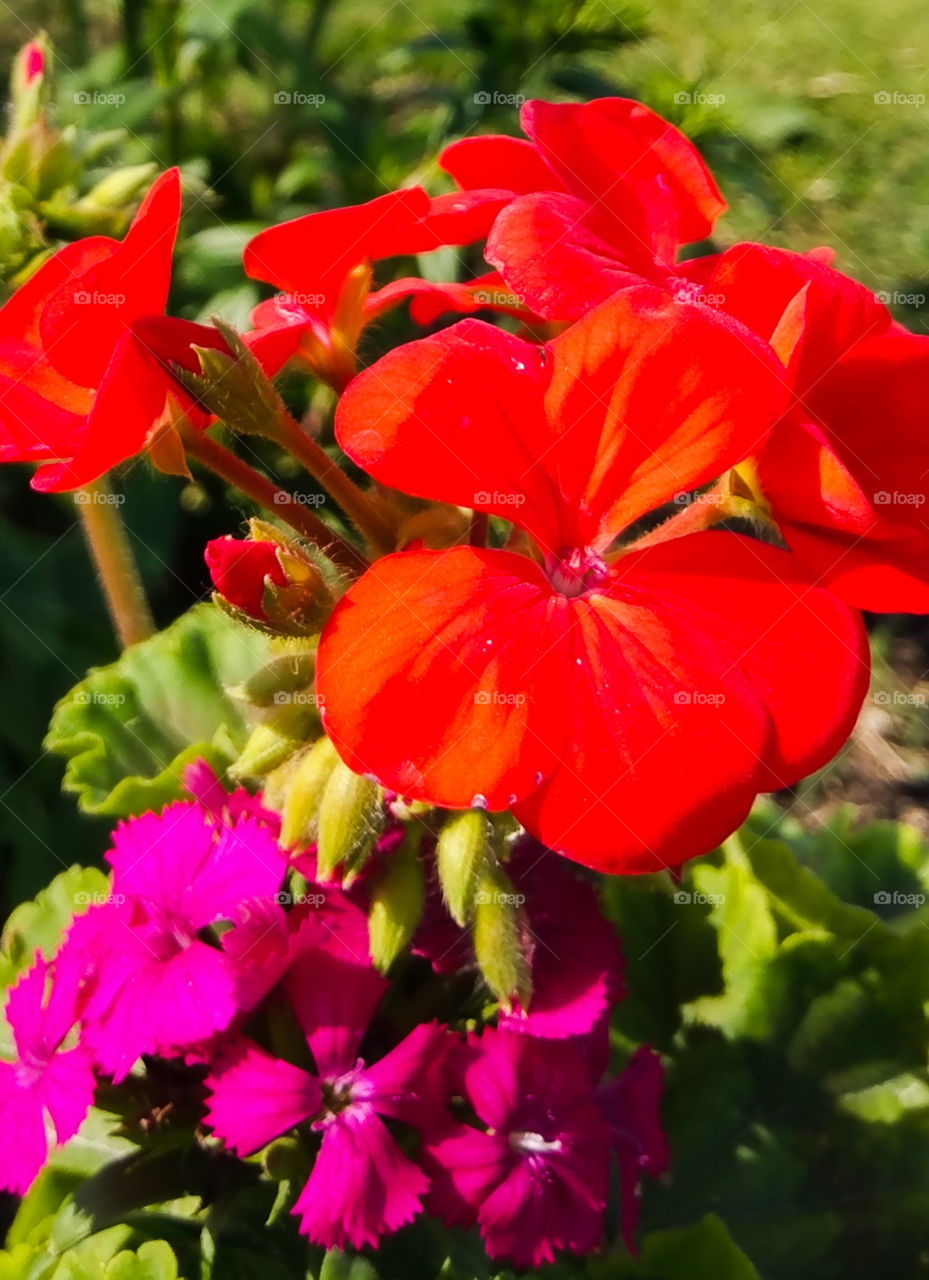 Red Flower snapshot