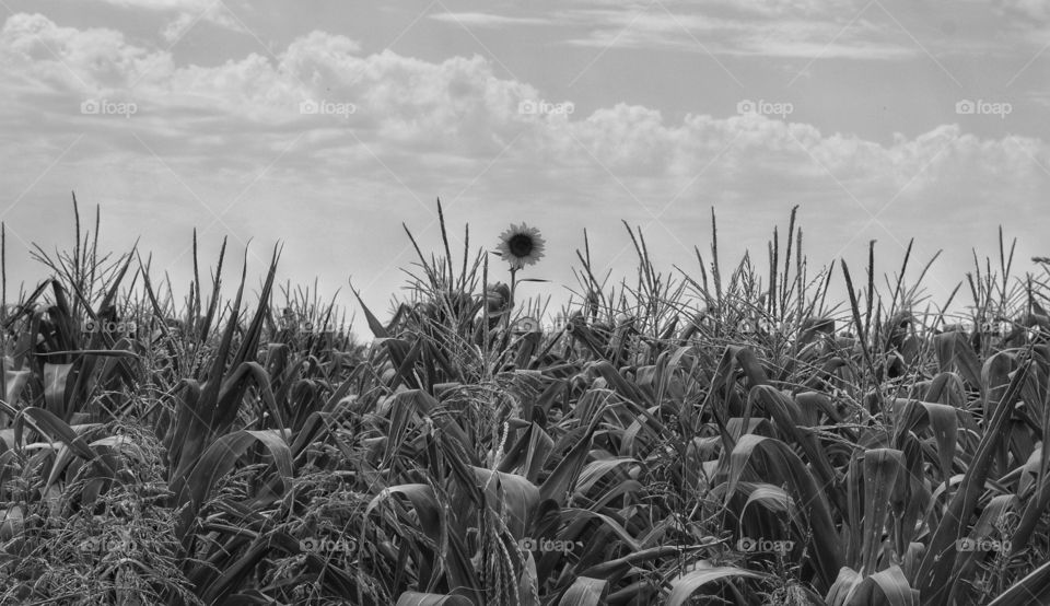 Nature, No Person, Landscape, Sky, Field