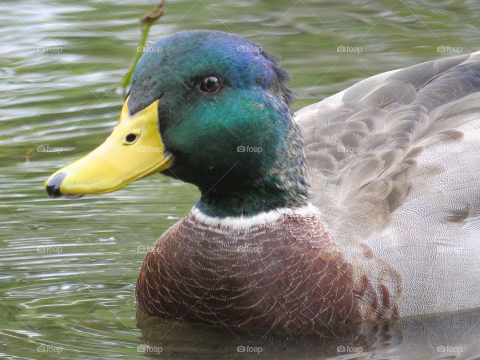 Mallard duck in pond 