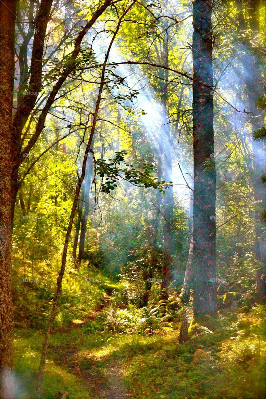 Sunbeam forest