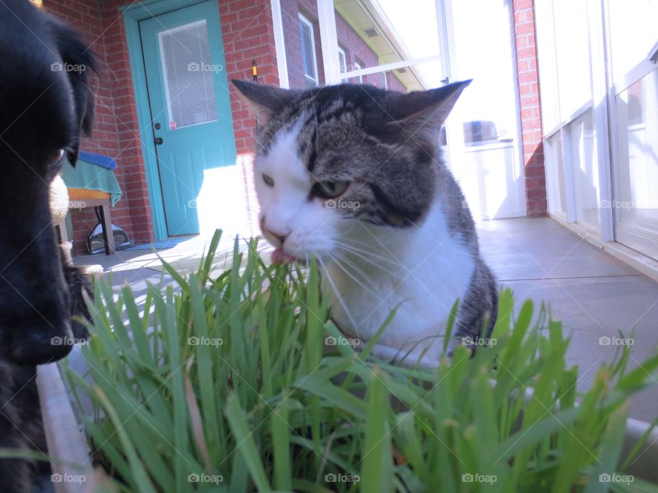 Cat eating grass 