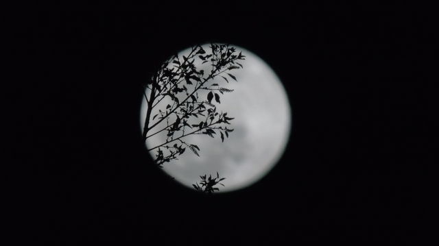 Silhouette shadows against full moon dark night