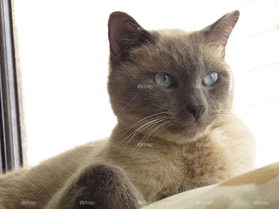 Krueger the Blue Point Siamese Cat. Enjoying the spring sunshine.