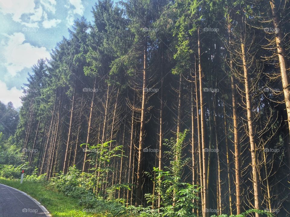 Pine trees in a forest 