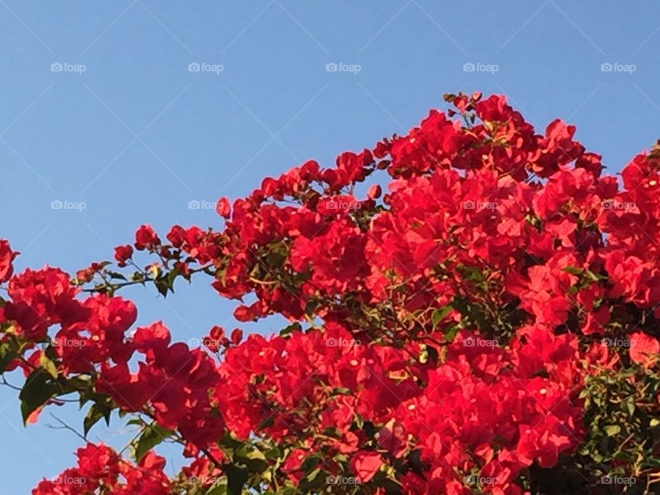 Red Flowers to the blue sky