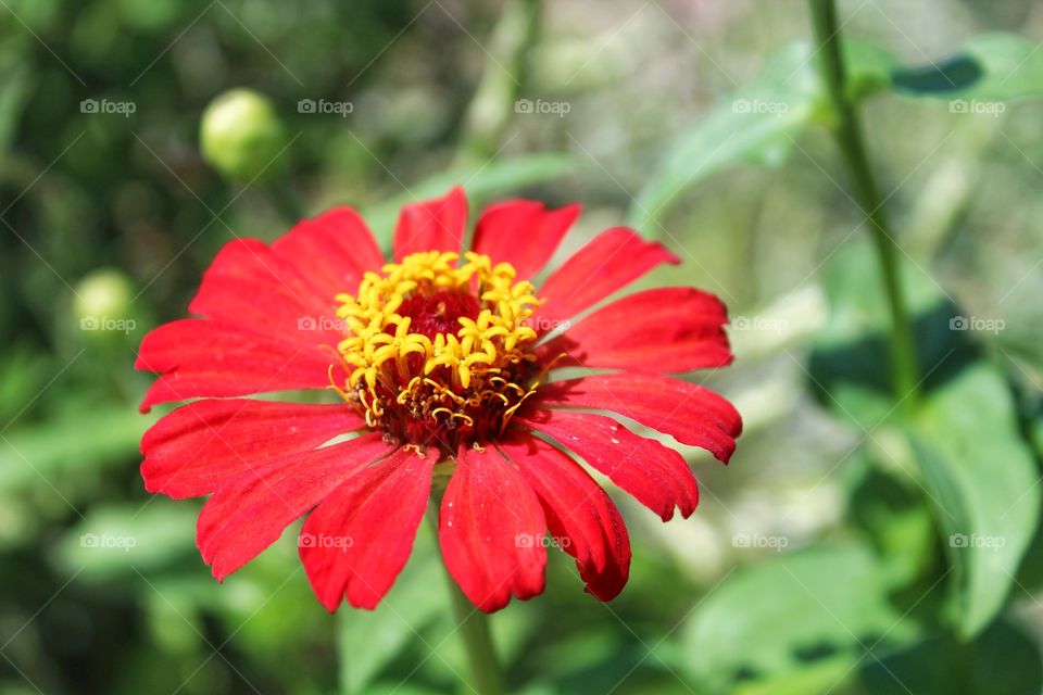 Travelling makes you appreciate things around the streets.This flower caught my eyes while roaming around in Ilocos.