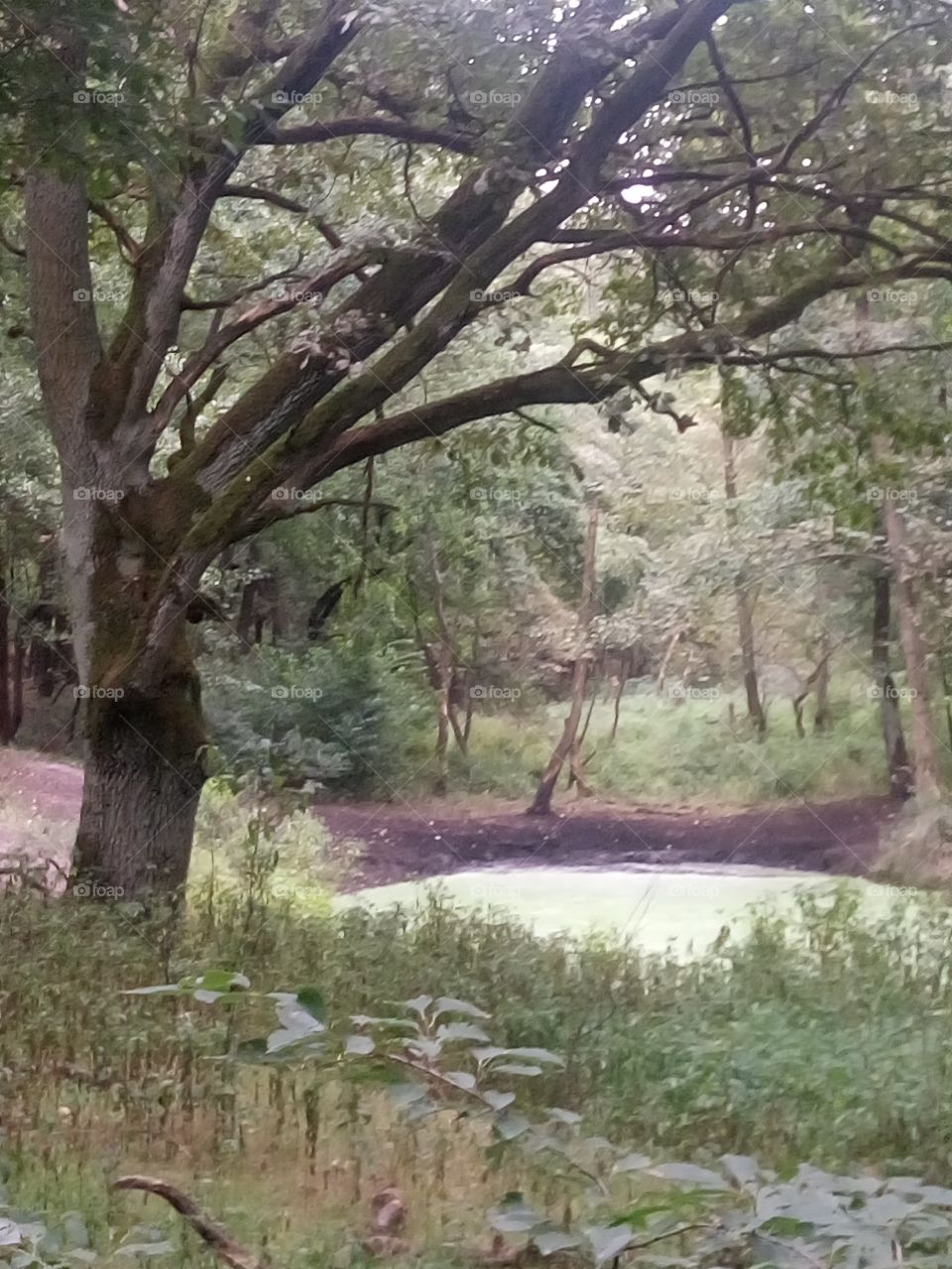 polish nature,  a pond in wild forest