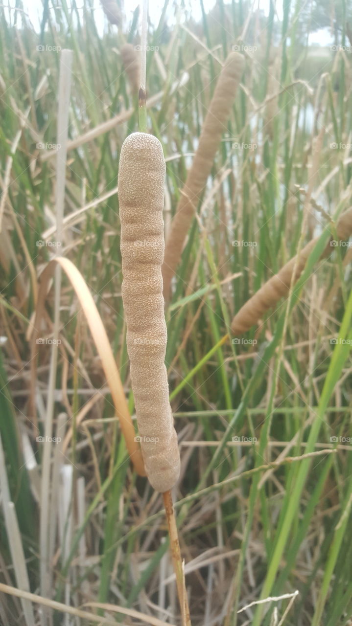 cattail