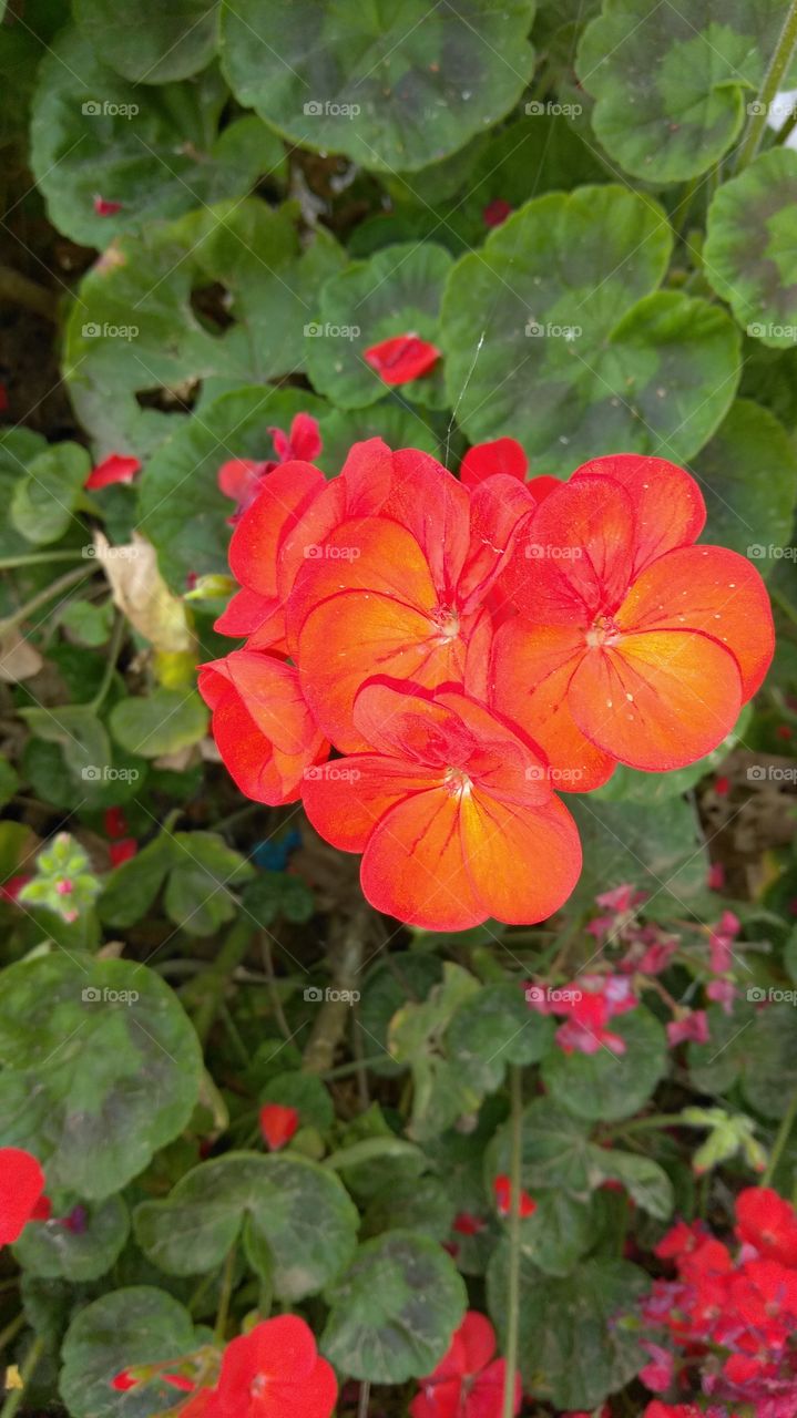 gorgeous colorful flower