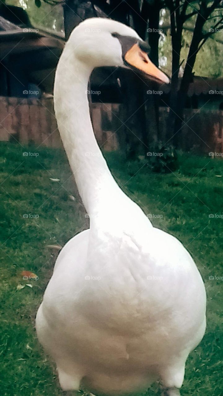 Swan