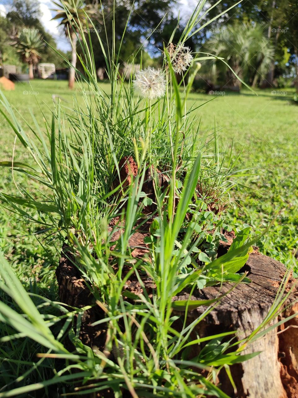 Dandelion plant, growing in a stump