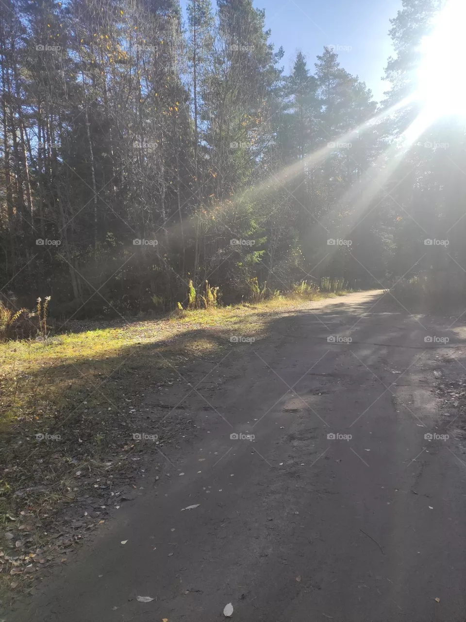 Sunlit forest road