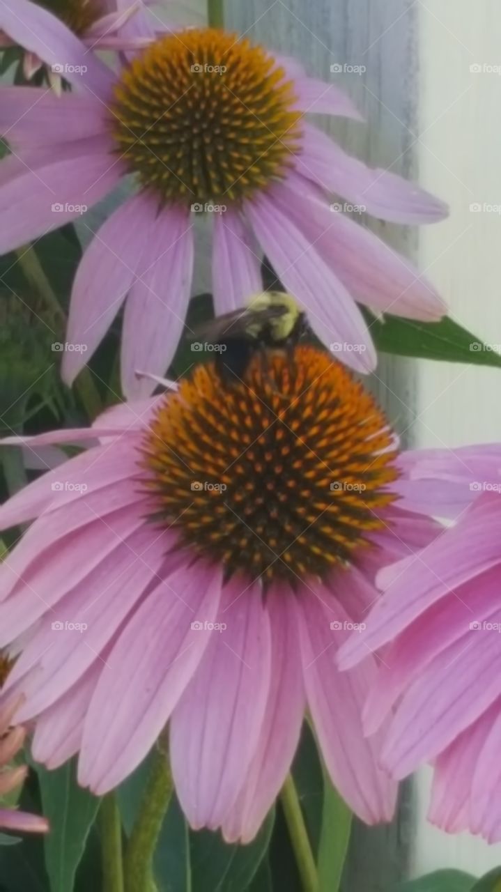 bee on a flower