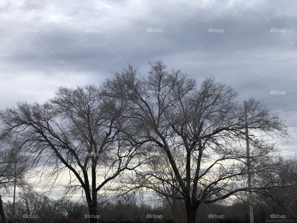 Trees and blue sky