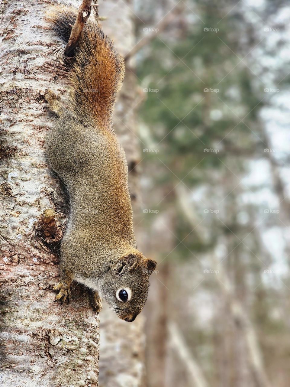 Squirrel hanging on a tree.