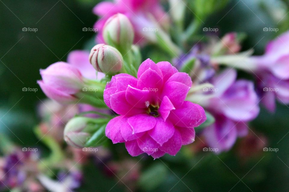 Pink Flower, Beautiful nature 