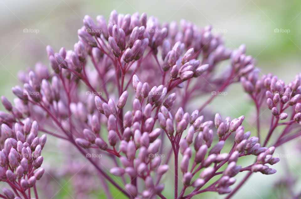 Holy rope in summer.