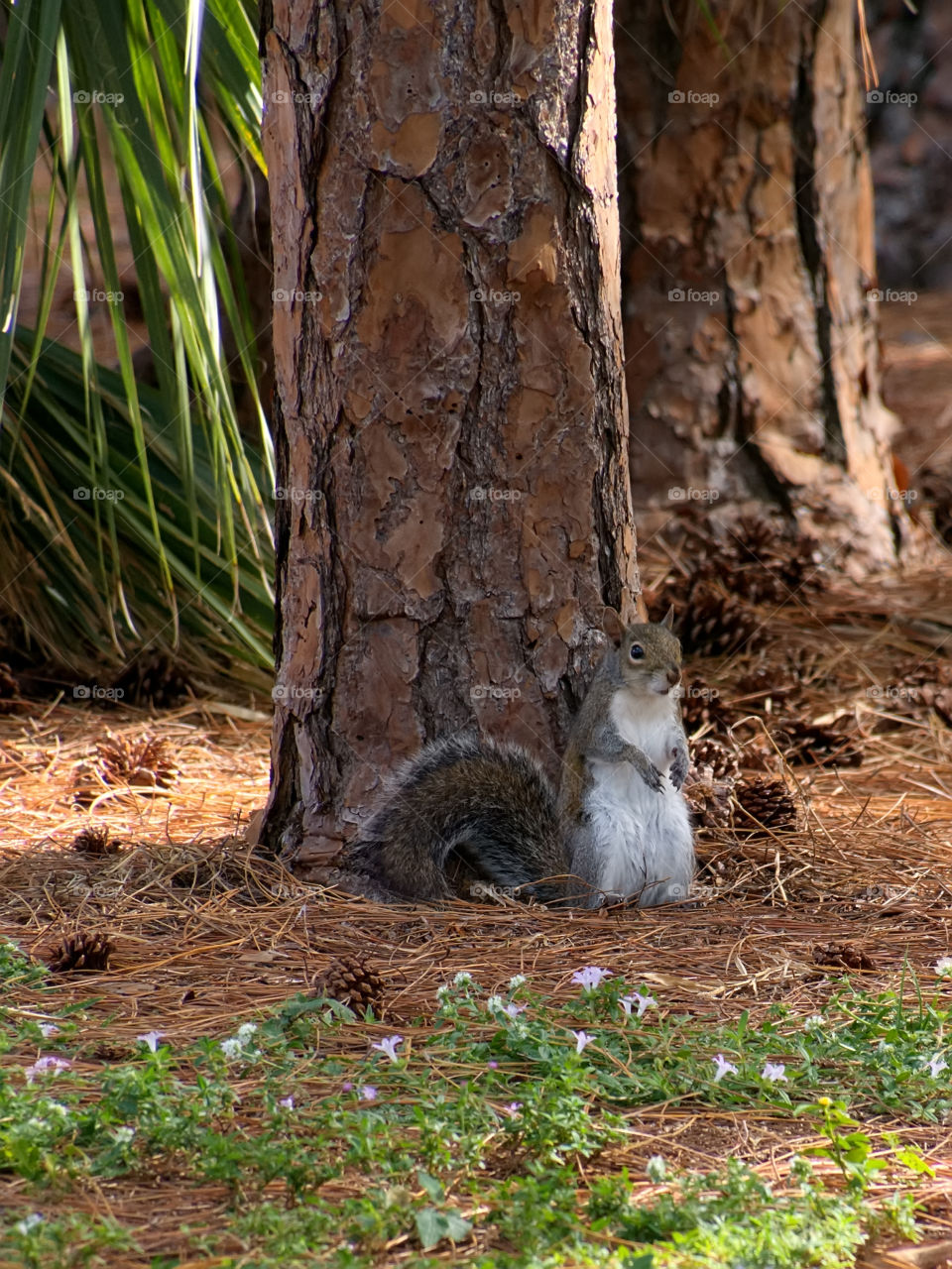 Standing Squirrel . Eastern Grey Squirrel standing upright against with back to large tree