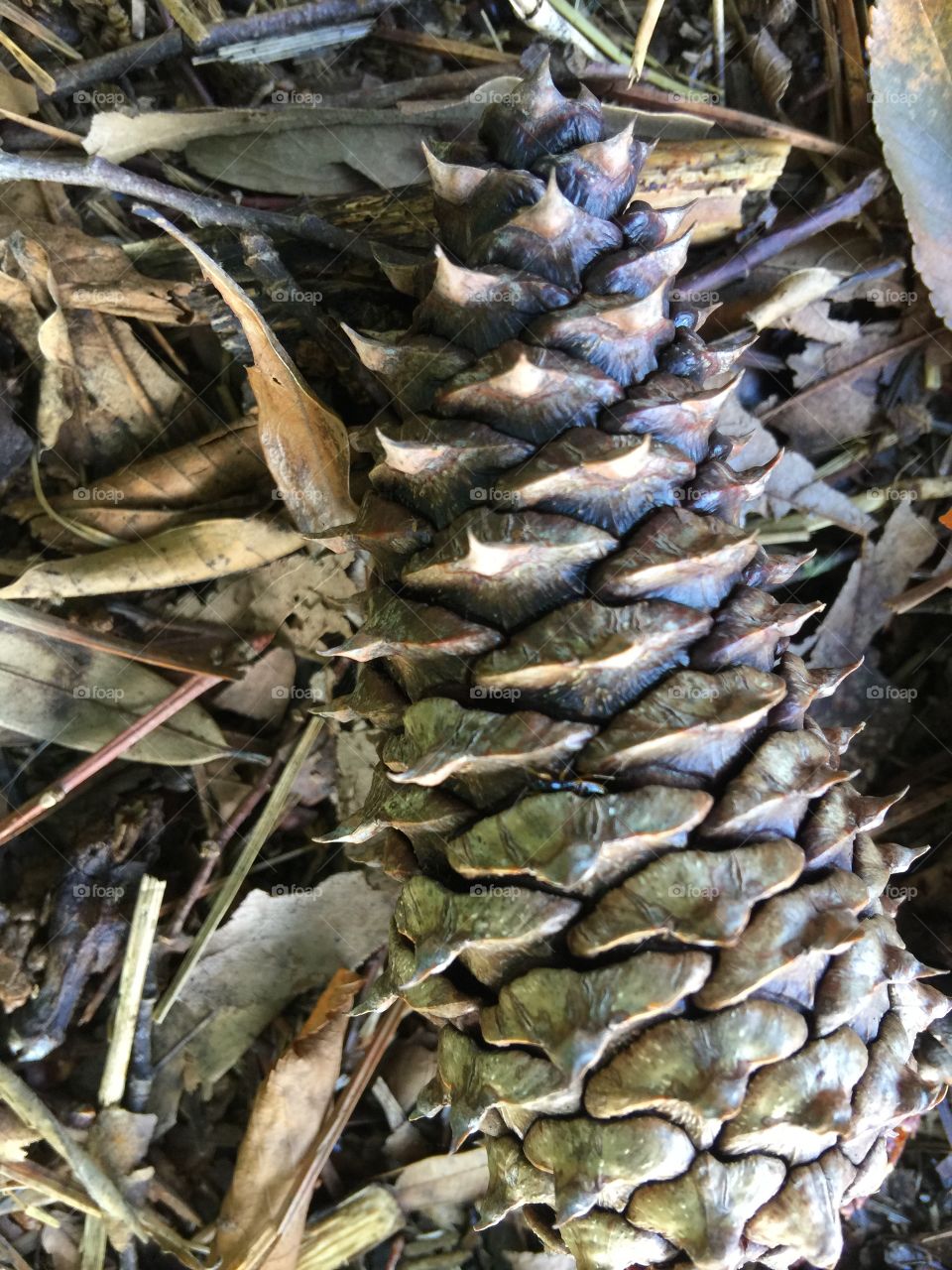 Pine cone