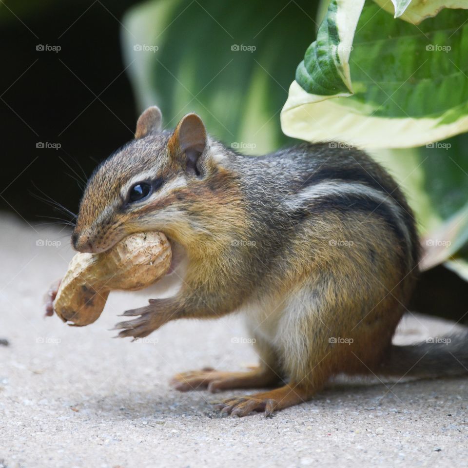 More than a mouthful!