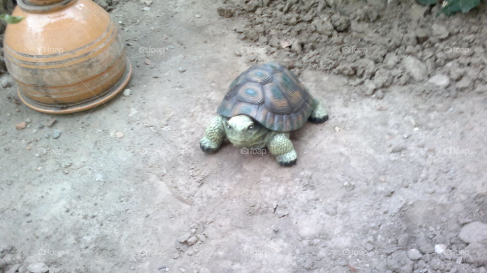 Shell, Turtle, Nature, Tortoise, No Person