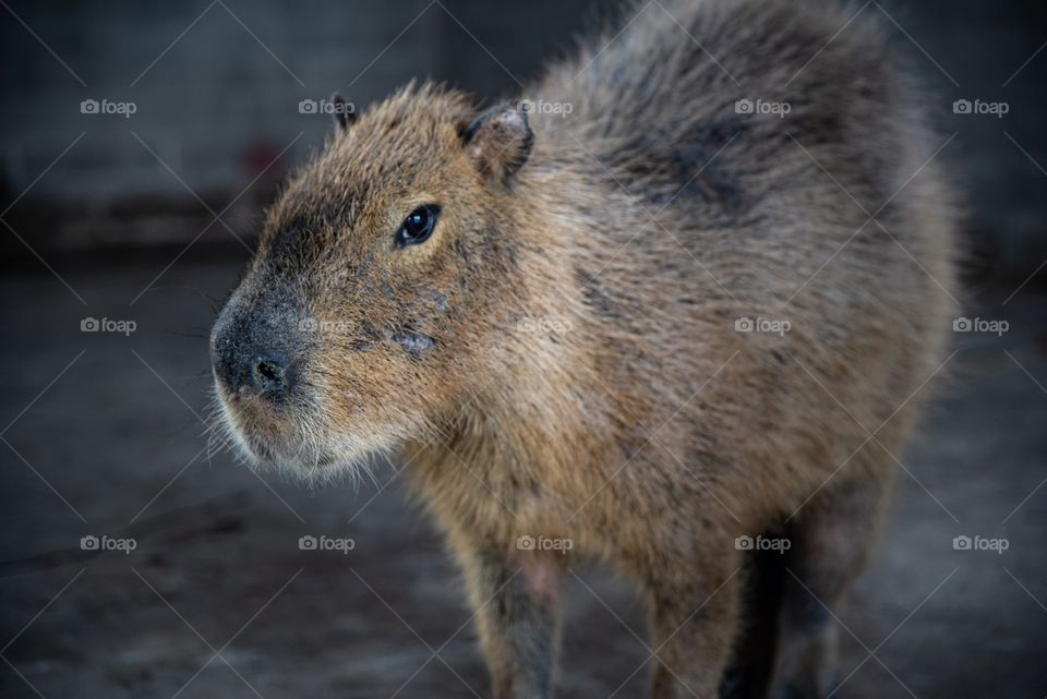 Capybara