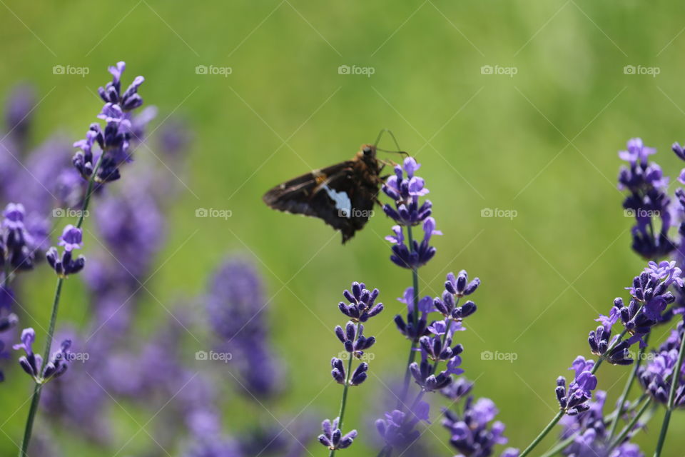 butterfly on lavender