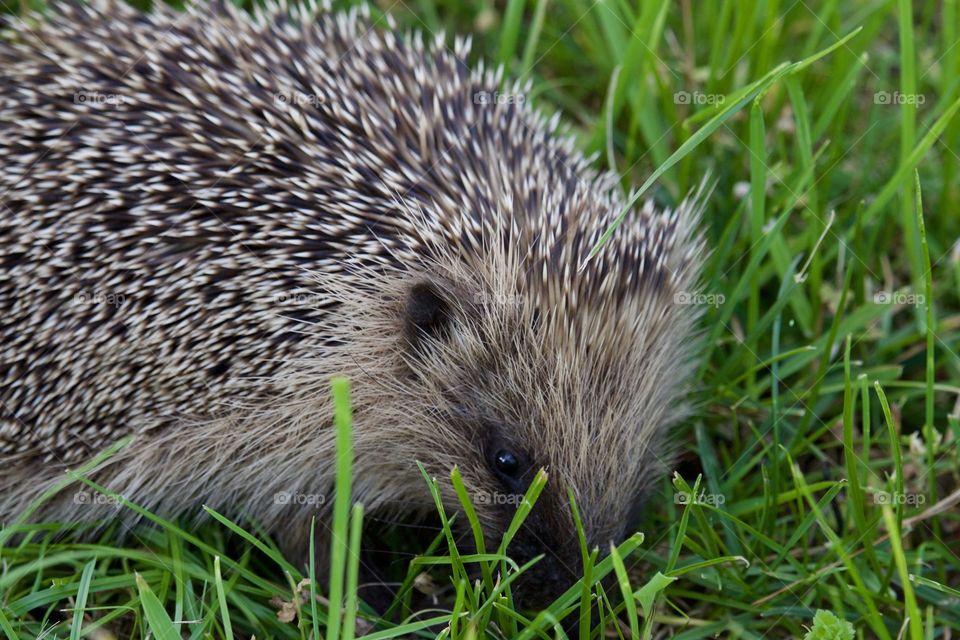 Cute Hedgehog In Backyard Garden Searching Food