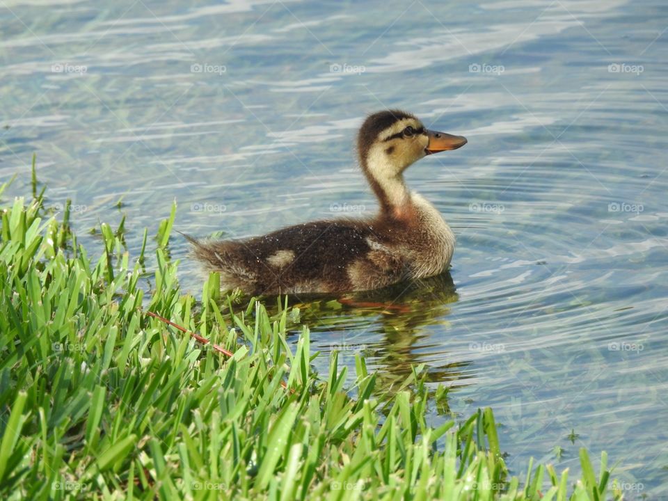 Serious little duckling 