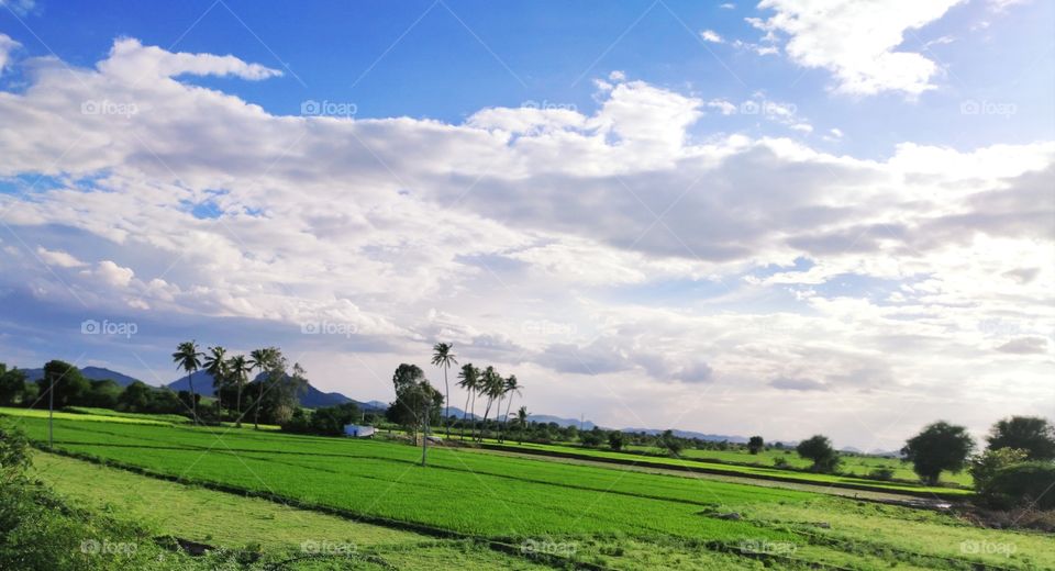 Bright green crop fields and coconut trees under Cloudy Blue Sky.