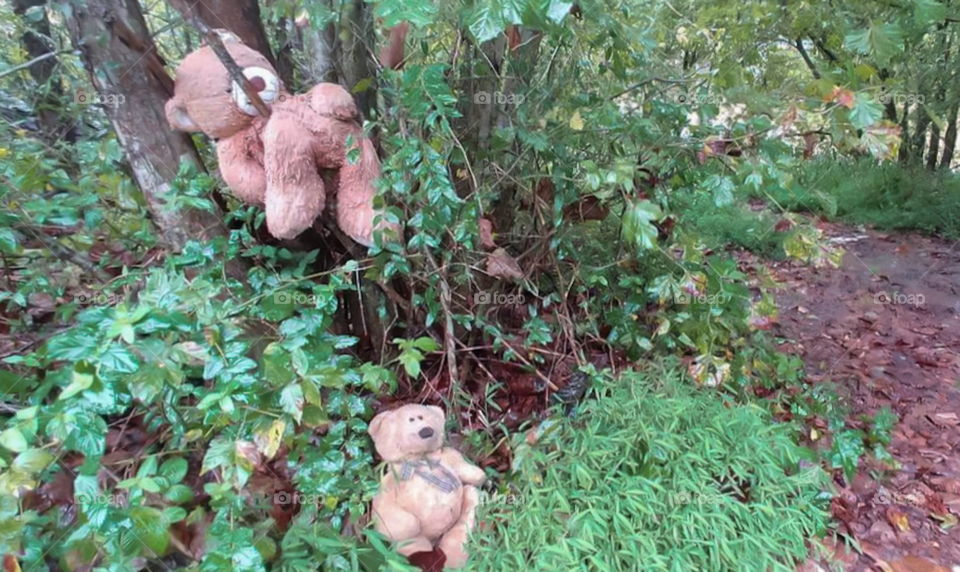 Child's teddy bears thrown in a tree near a dumping grounds on the river. forgotten childhood.