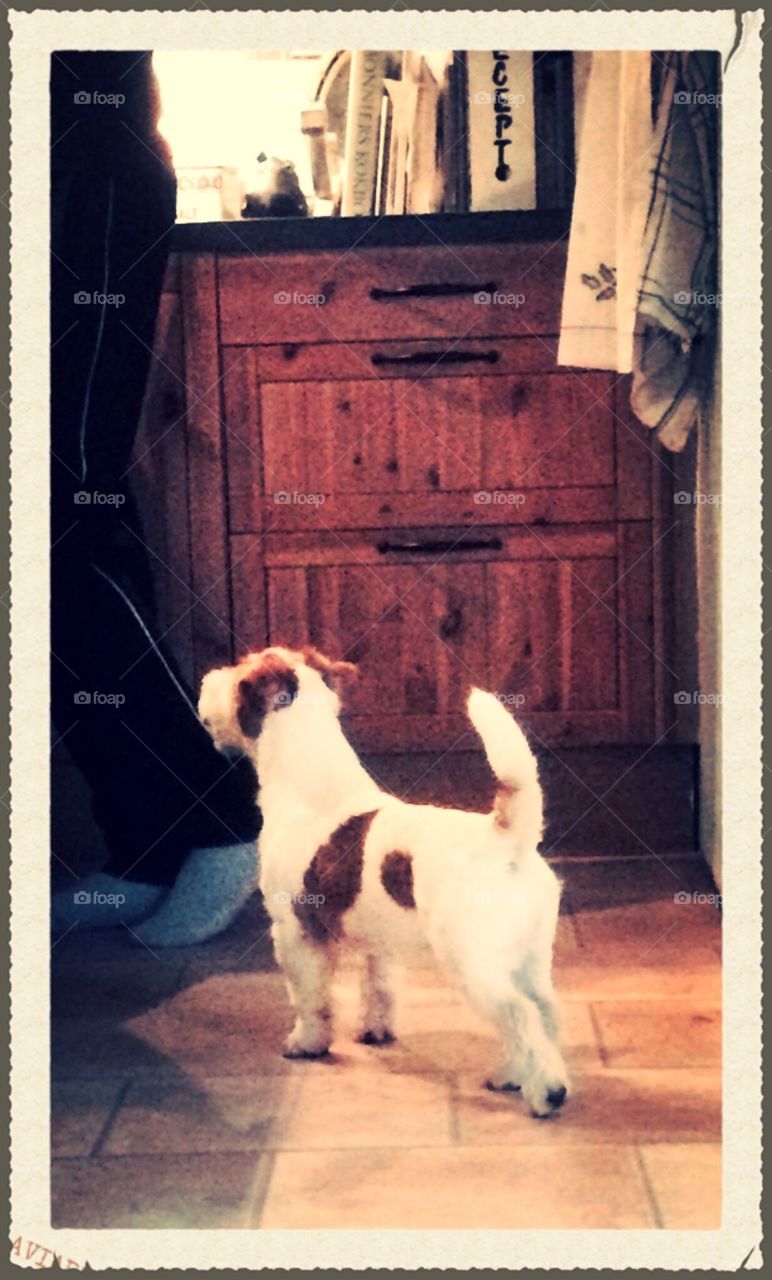 Kitchen guard