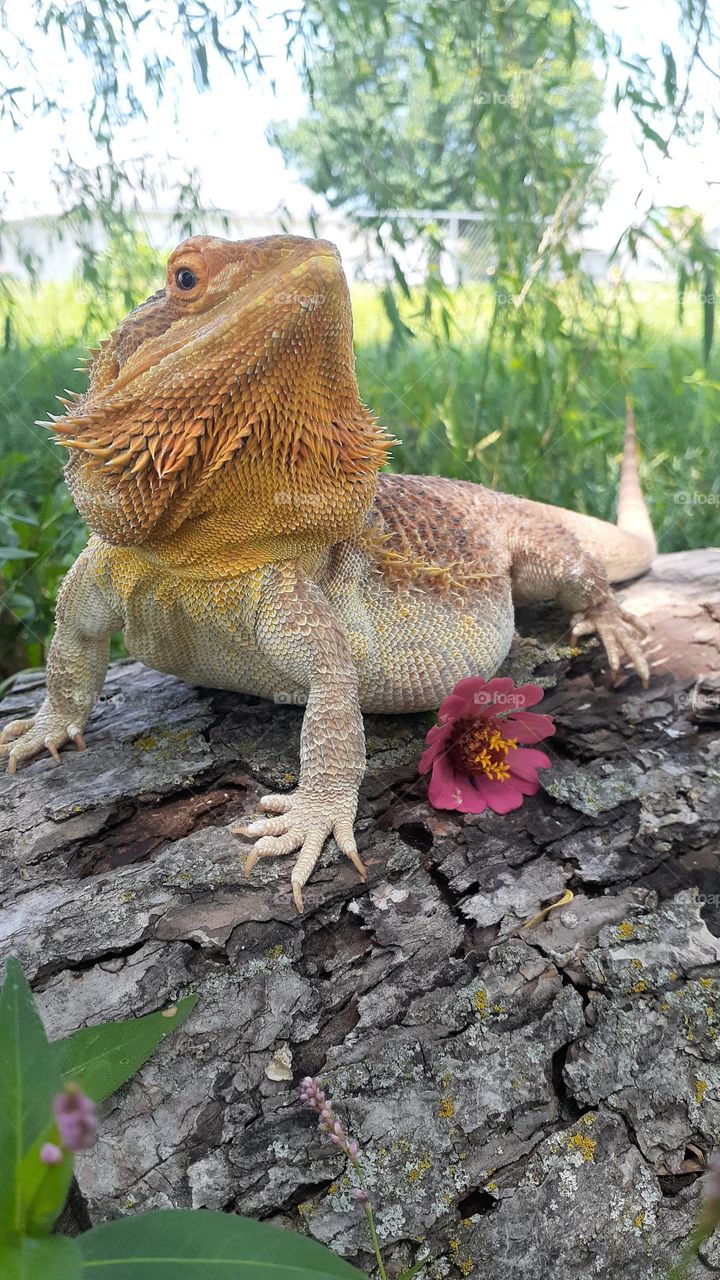 Legend the Lizard Lounging on a Log