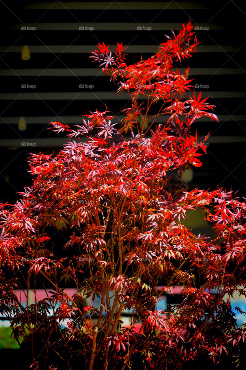 RED TREE