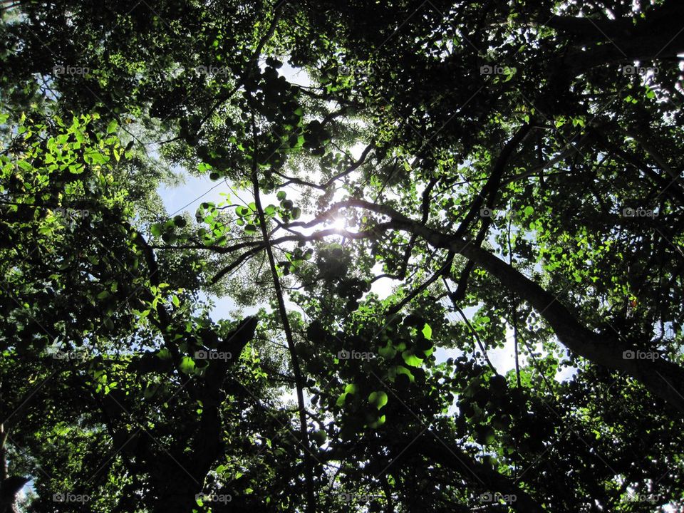 Sky through trees