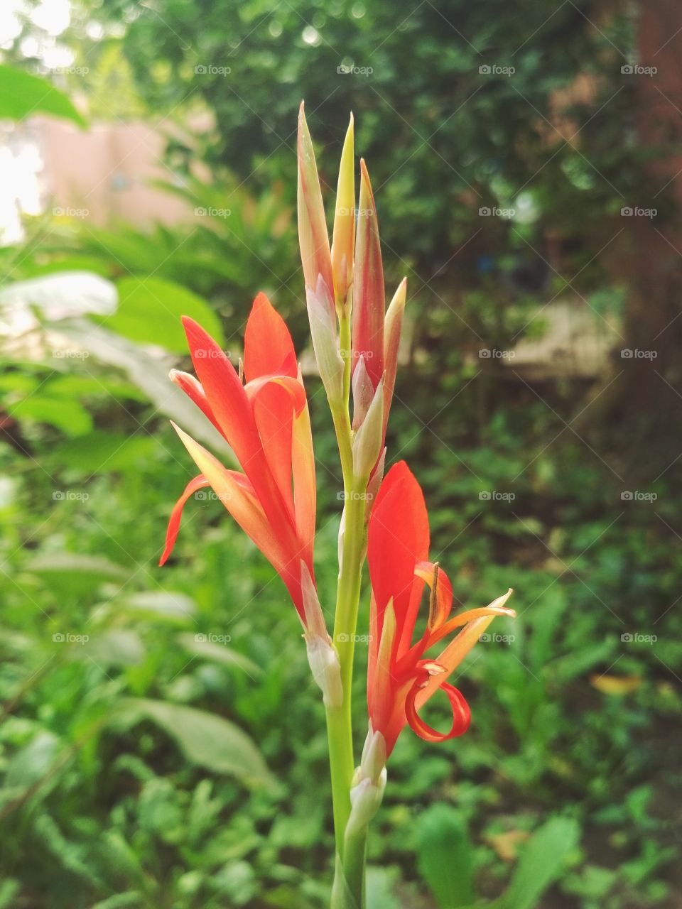 watching growing nature through camera lense is always felt beautiful and satisfactory to me dosent matter i am shooting with dslr or doing mobile photography ... Shot by Redmi 4x pro 😊 👆🙏
