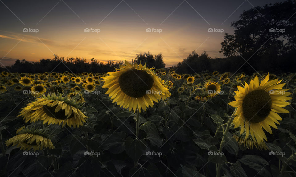 Field Full Of Sunflowers Grow around Countryside Farm In Bulgaria