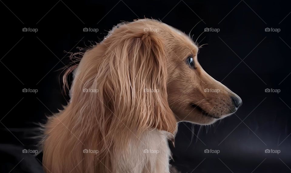 profile photo of long haired dachshund