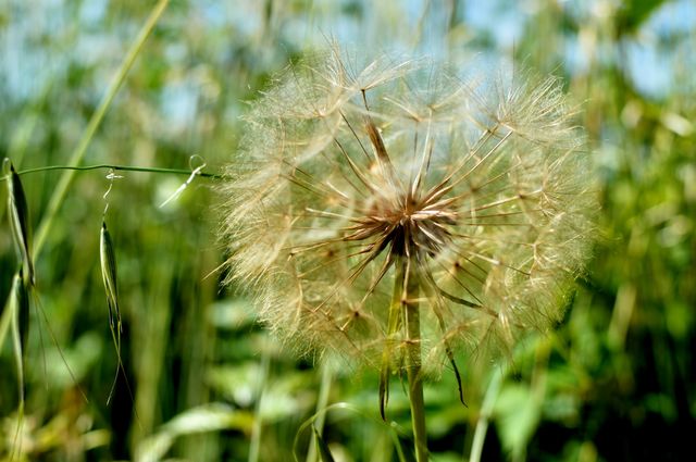 Macro shot of dandelion flower