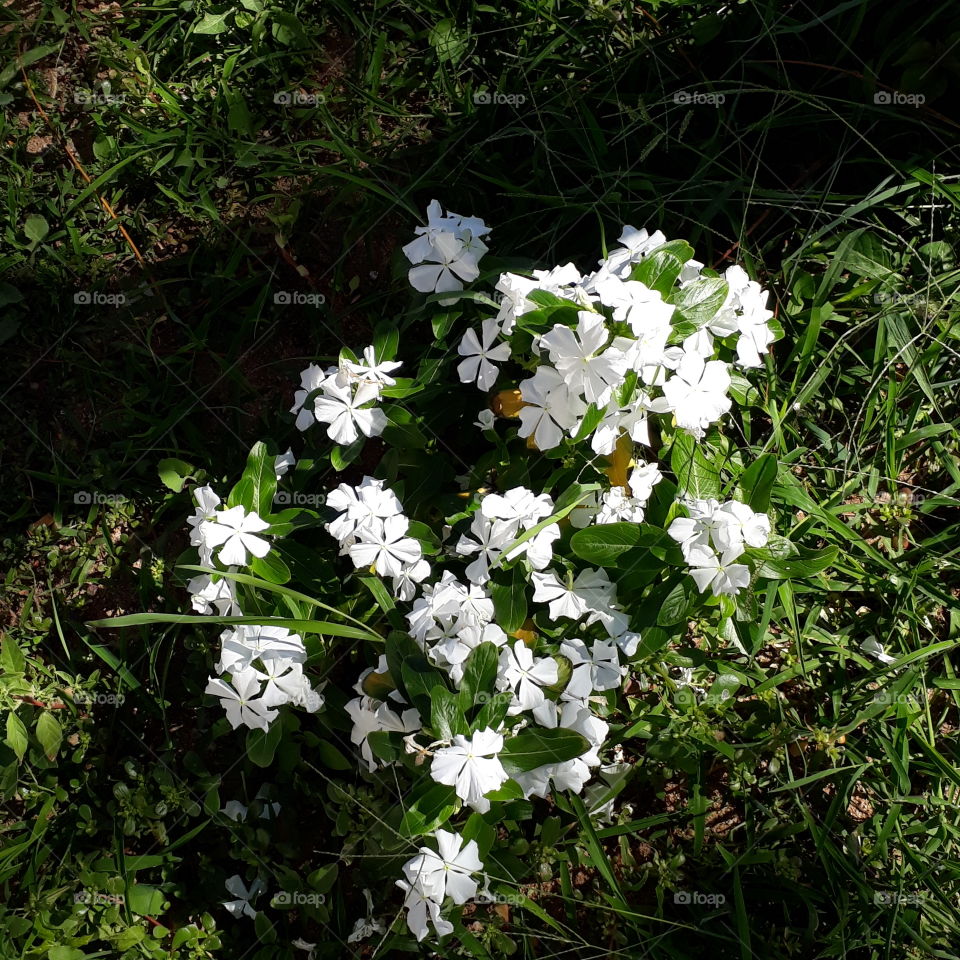 white flourish flowers