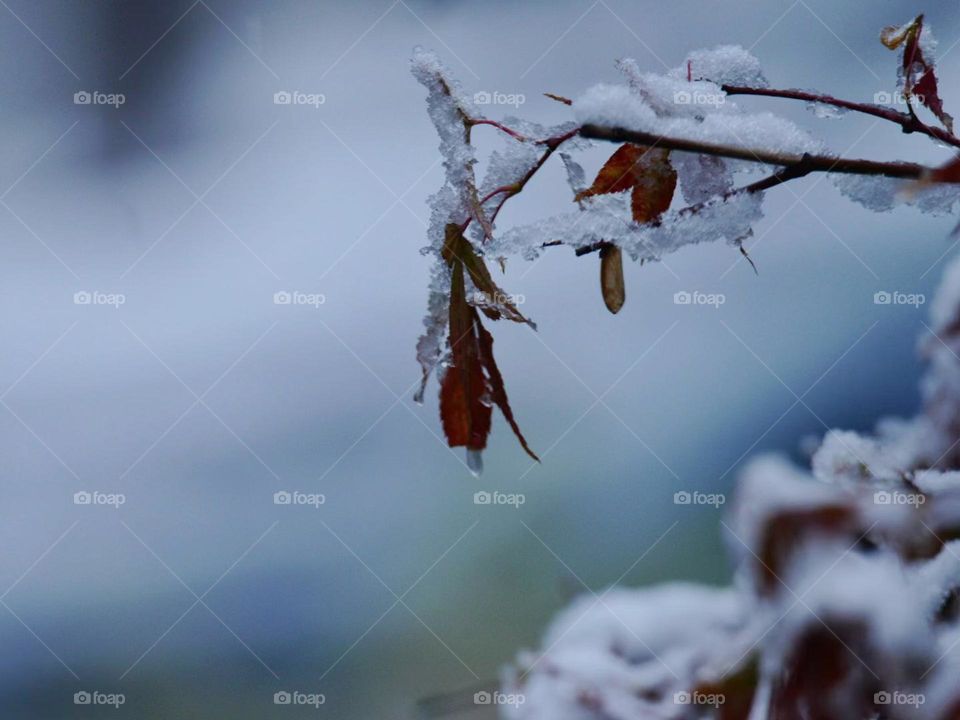 Nature’s icy artistry 