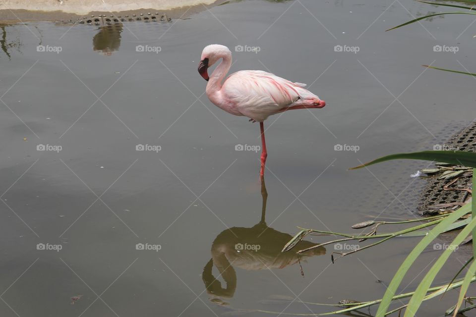 Bird, Water, Pool, Lake, Wildlife