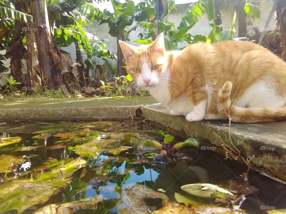 Cat near a pond
