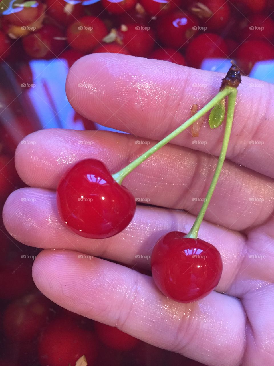 Fresh cherries being washed